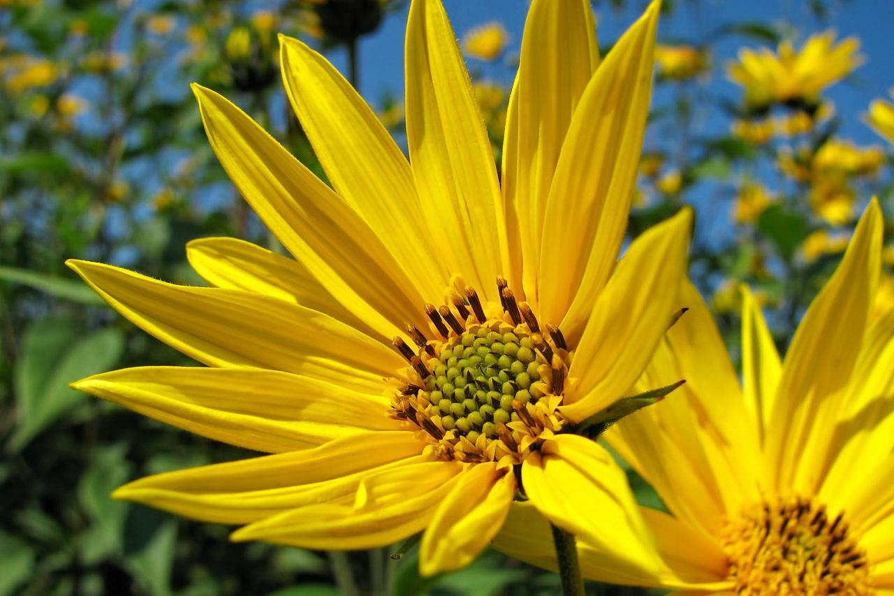 Big Yellow Sunflowers 1280×853