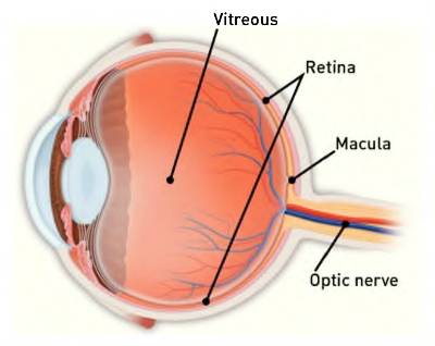 Diagram of an eye, including macula